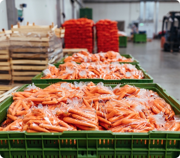 Baskets of packaged carrots in warehouse